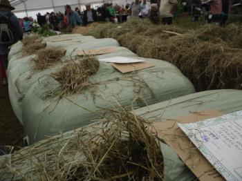 Anglesey
Show