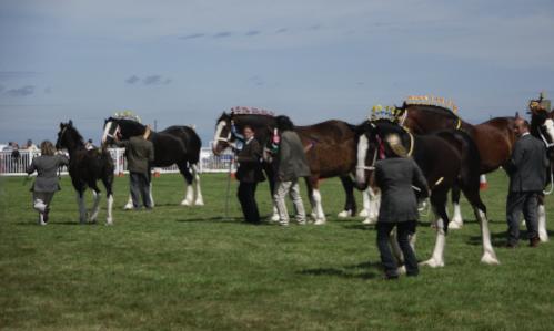 Anglesey 
Show