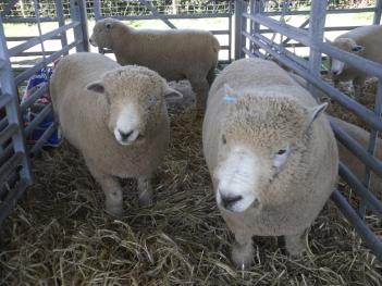 Anglesey Show 2011