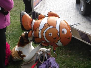 Anglesey Show 2011