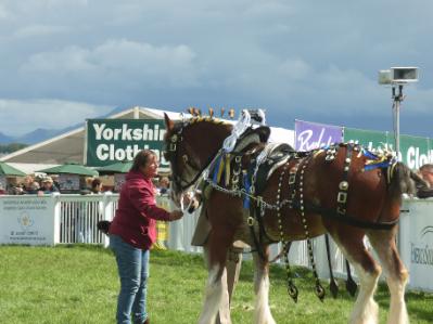 Anglesey Show Shire Horse