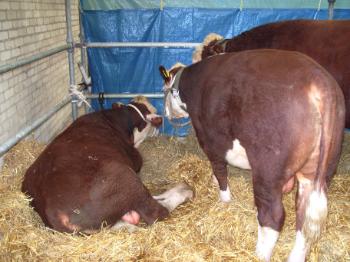 Anglesey Agricultural Show