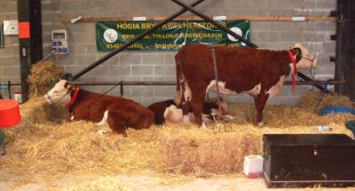 Anglesey Agricultural Show