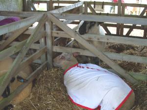 Anglesey Agricultural Show