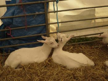 Agrarian Love on Anglesey