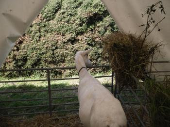 Anglesey 
Show