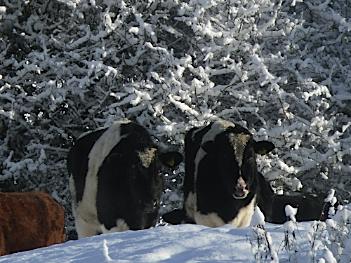 Christmas Message - Anglesey