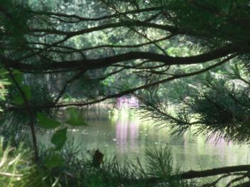 Llyn Parc Mawr, Newborough Forest