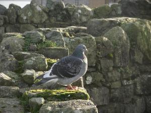 Beaumaris Castle Anglesey Hidden Gem