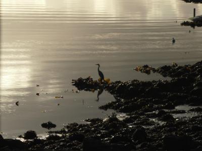 A cormorant or shag on the Menai Straits Anglesey Hidden Gem