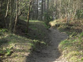 Newborough Forest