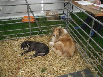 Friends Enjoying a Rest at the Anglesey Show