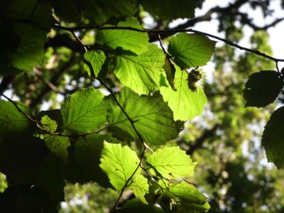 Anglesey Green Dream