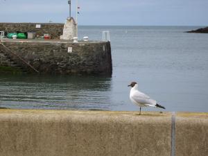 Cemaes Bay - Anglesey Hidden Gem