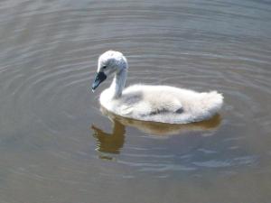 Cygnet at Cemlyn Bay - Anglesey Hidden Gem