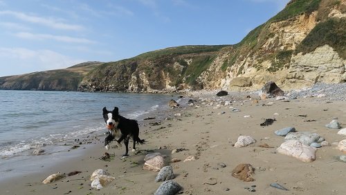 www.anglesey-hidden-gem.com - Church Bay Doggie at Full Tilt