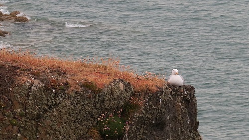 www.anglesey-hidden-gem.com - Church Bay Coastal Path to the North