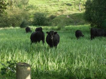 A Very Rural Anglesey