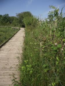 Cors Bodeilio Fen, Talwrn, Anglesey Hidden Gem.com