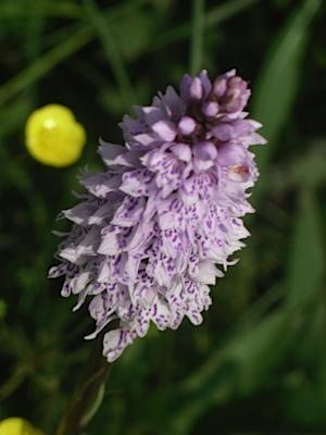 Cors Bodeilio Wild Orchid Anglesey Hidden Gem