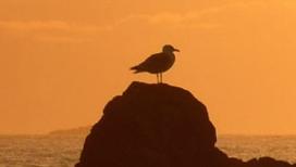 Dave the Seagull Surveys his Kingdom