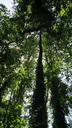 Dingle to Nant y Pandy, Llangefni, anglesey-hidden-gem.com