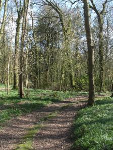 Llys Dulas Woods