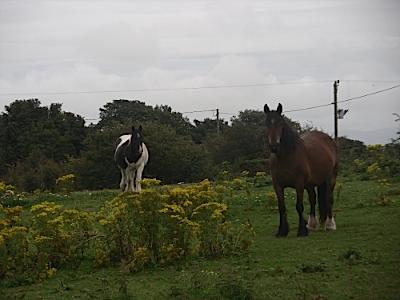 Anglesey Horsies Consider Their Options