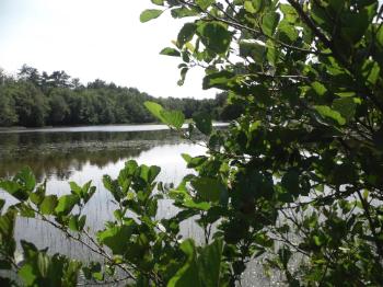 Llyn Parc Mawr - Newborough 
Forest