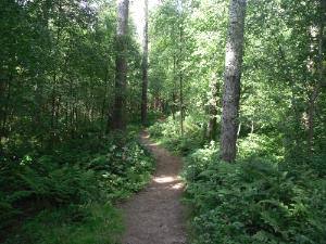 Llyn Parc Mawr - Newborough 
Forest