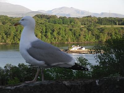 Menai Straits Evening Beauty - Anglesey Hidden Gem