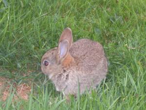 Moelfre Ickle Bunny