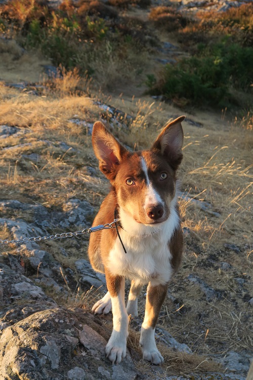 Rollie, a Rescued Dog and temporary visitor to Anglesey - www.anglesey-hidden-gem.com