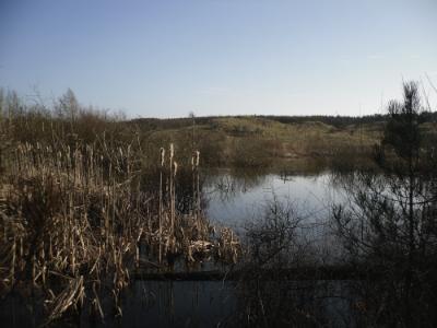 Newborough Forest Walk - www.anglesey-hidden-gem.com
