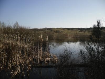 Newborough Forest Walk - www.anglesey-hidden-gem.com