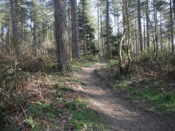 Newborough Forest Walk Anglesey Hidden Gem