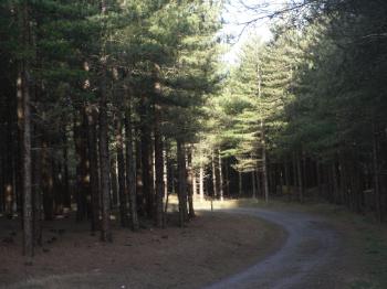 Newborough Forest Walk - www.anglesey-hidden-gem.com