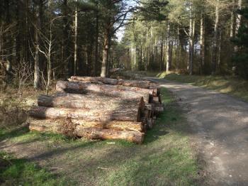 Newborough Forest Walk - www.anglesey-hidden-gem.com