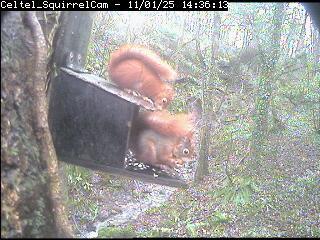 Anglesey Red Squirrel