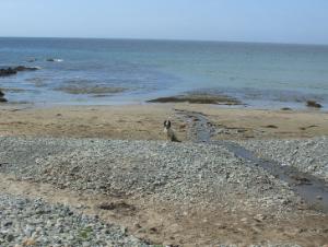 Porth Trwyn Beach on Anglesey