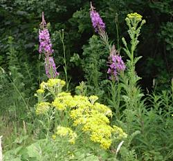 Anglesey County Flower - Ragwort