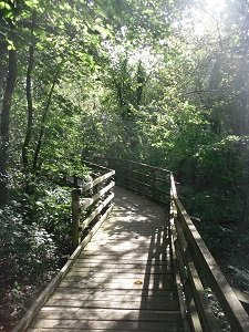 Nant y Pandy Dingle Nature Reserve Boardwalk Llangefni