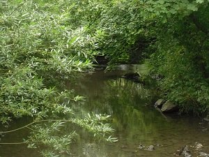 Nant y Pandy Nature Reserve - River Cefni Llangefni