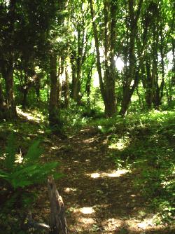 Red Squirrels Mynydd Llwydiarth Anglesey