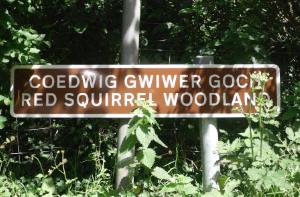 Red Squirrels Mynydd Llwydiarth Anglesey