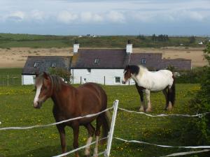 Rhoscolyn Horsies