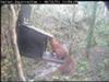 Anglesey Red Squirrels, Beaumaris