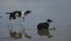 Best Mates on Broad Beach at Rhosneigr, Anglesey