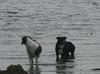 Doggies on Rhosneigr Broad Beach Anglesey