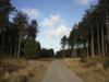 Newborough Forest Road Down To Llanddwyn Island